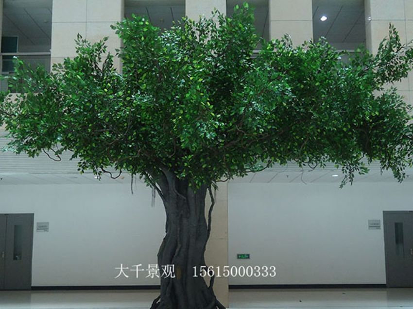 點擊查看詳細信息<br>標題：室內榕樹 閱讀次數：1621