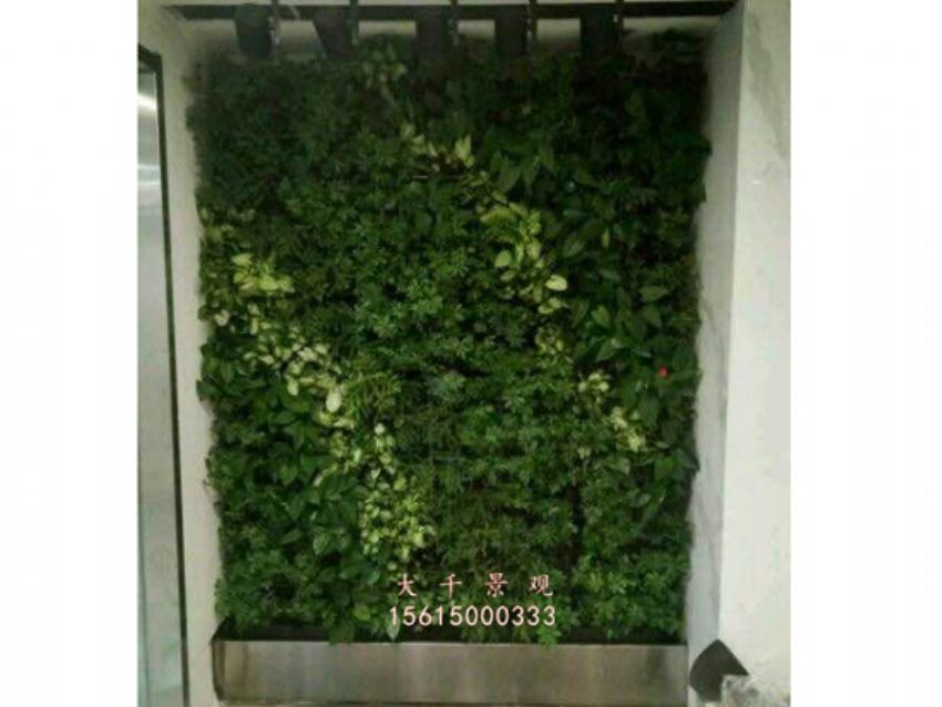 點擊查看詳細信息<br>標題：綠植墻 閱讀次數：2280
