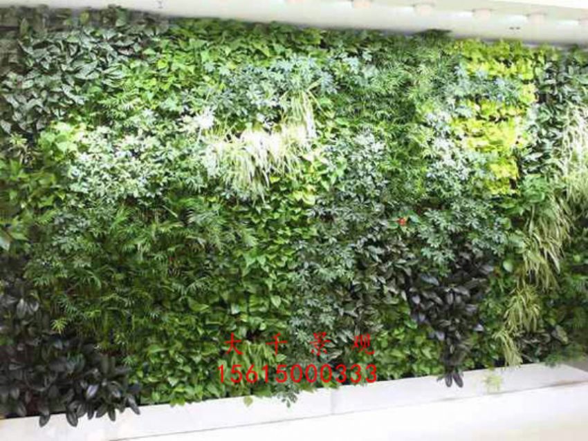 點擊查看詳細信息<br>標題：綠植墻 閱讀次數：2609